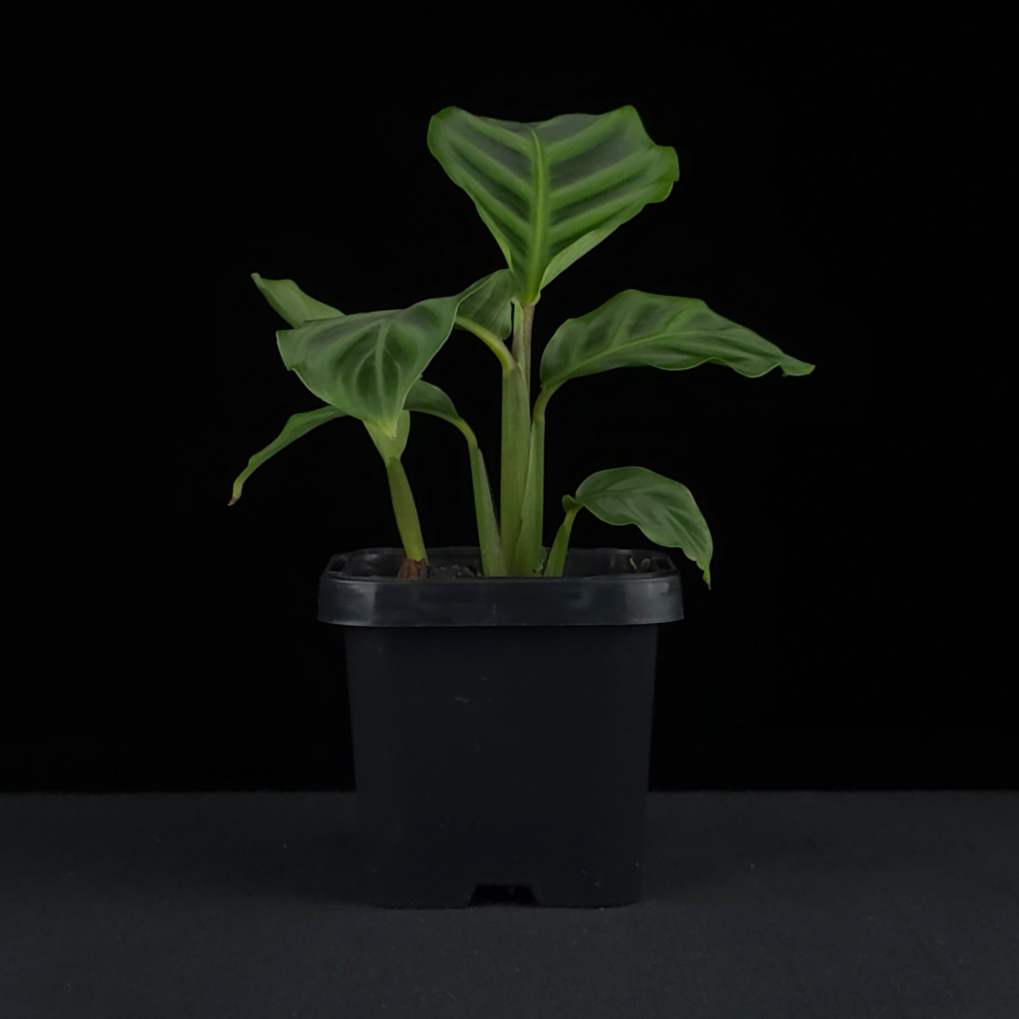 Calathea zebrina