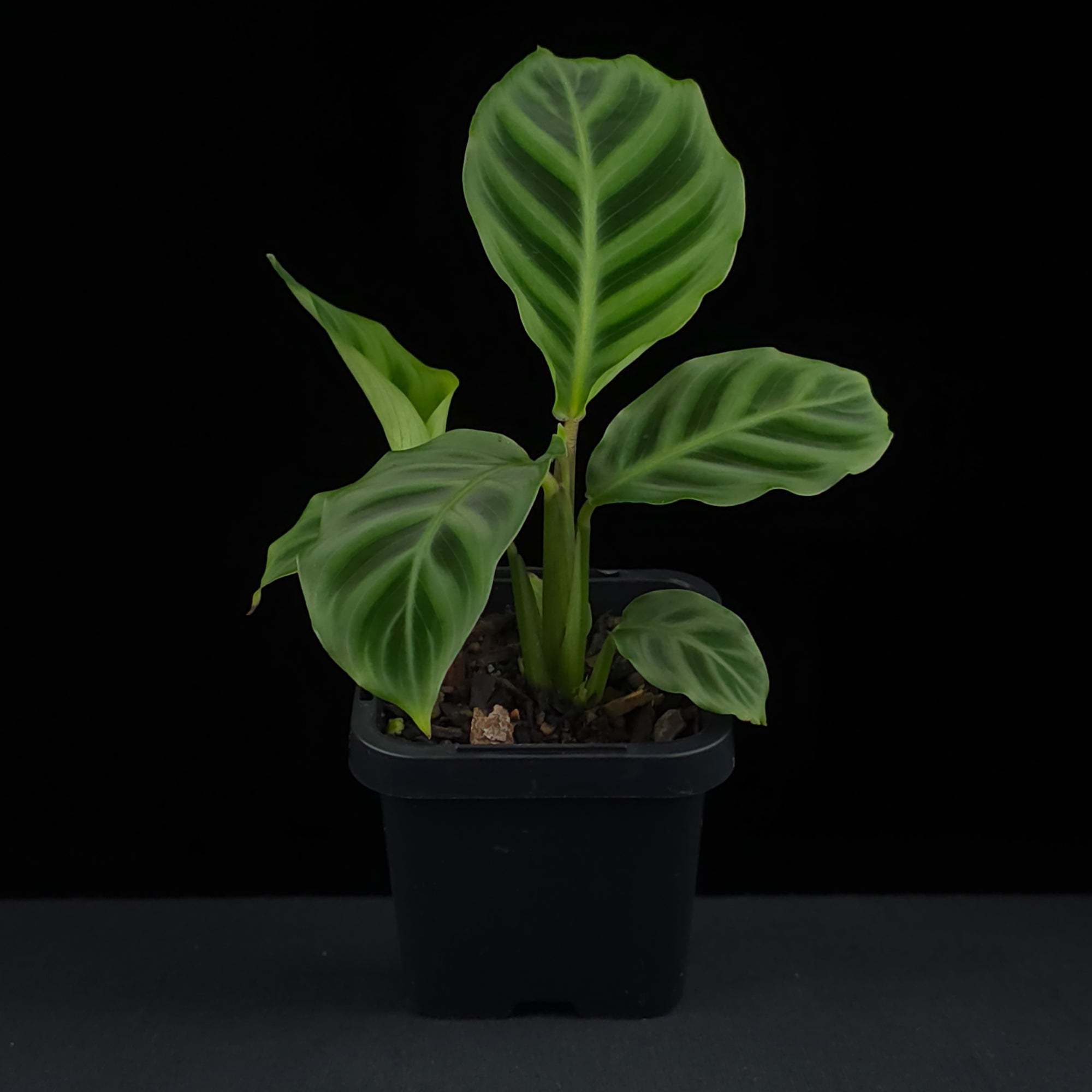 Calathea zebrina