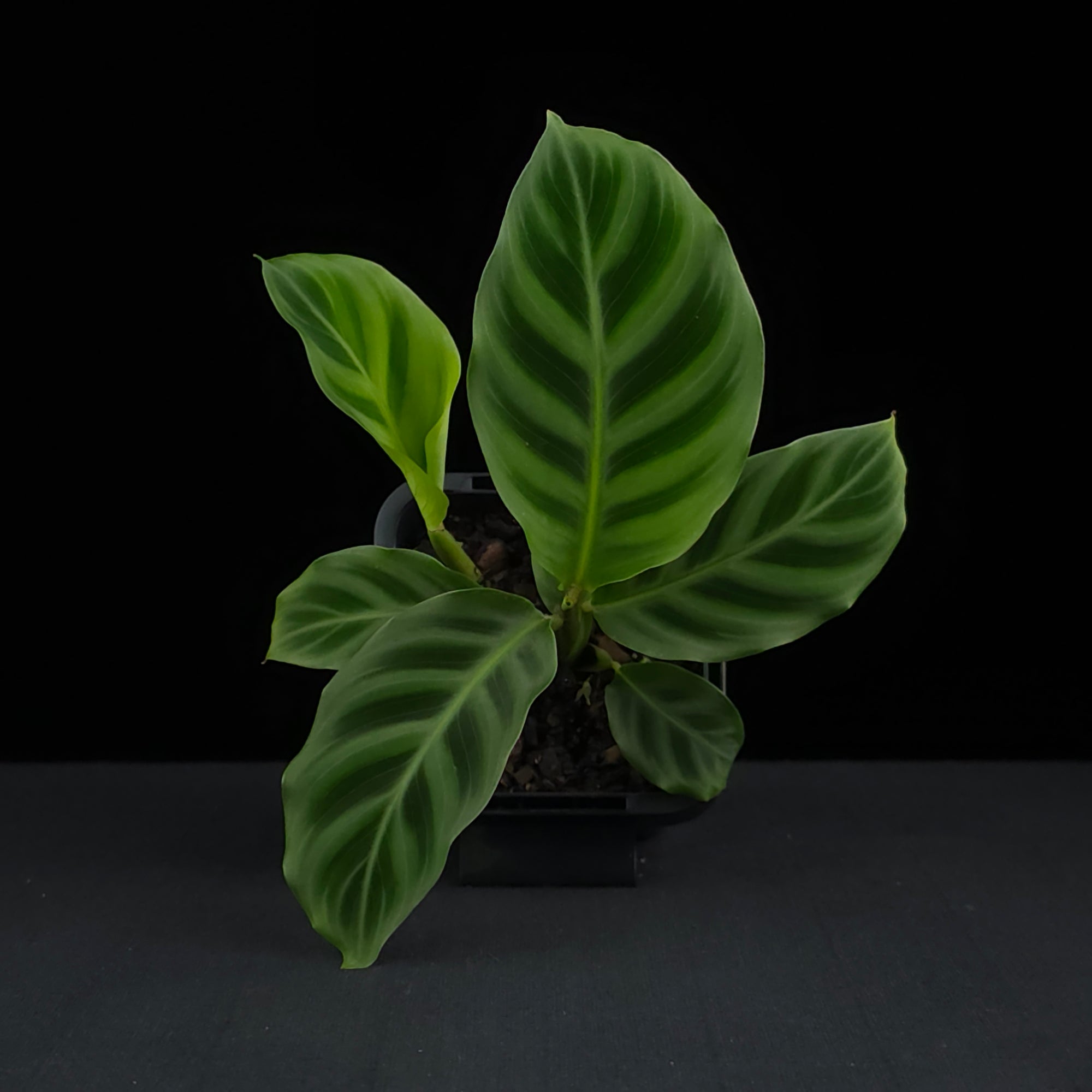 Calathea zebrina