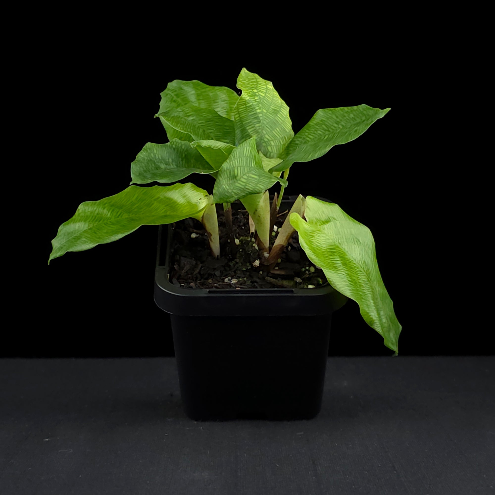 Calathea bella 'Network' (syn. Goeppertia kegeljanii)