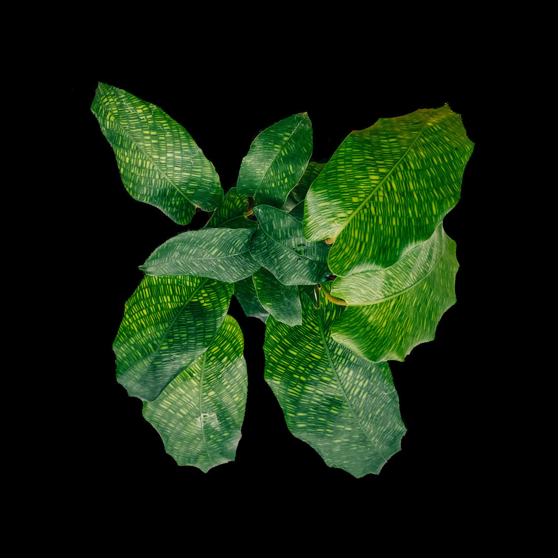 Calathea bella 'Network' (syn. Goeppertia kegeljanii)