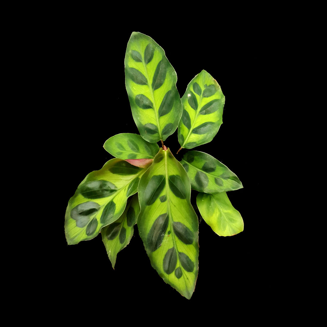 Calathea insignis - The Rattlesnake Plant