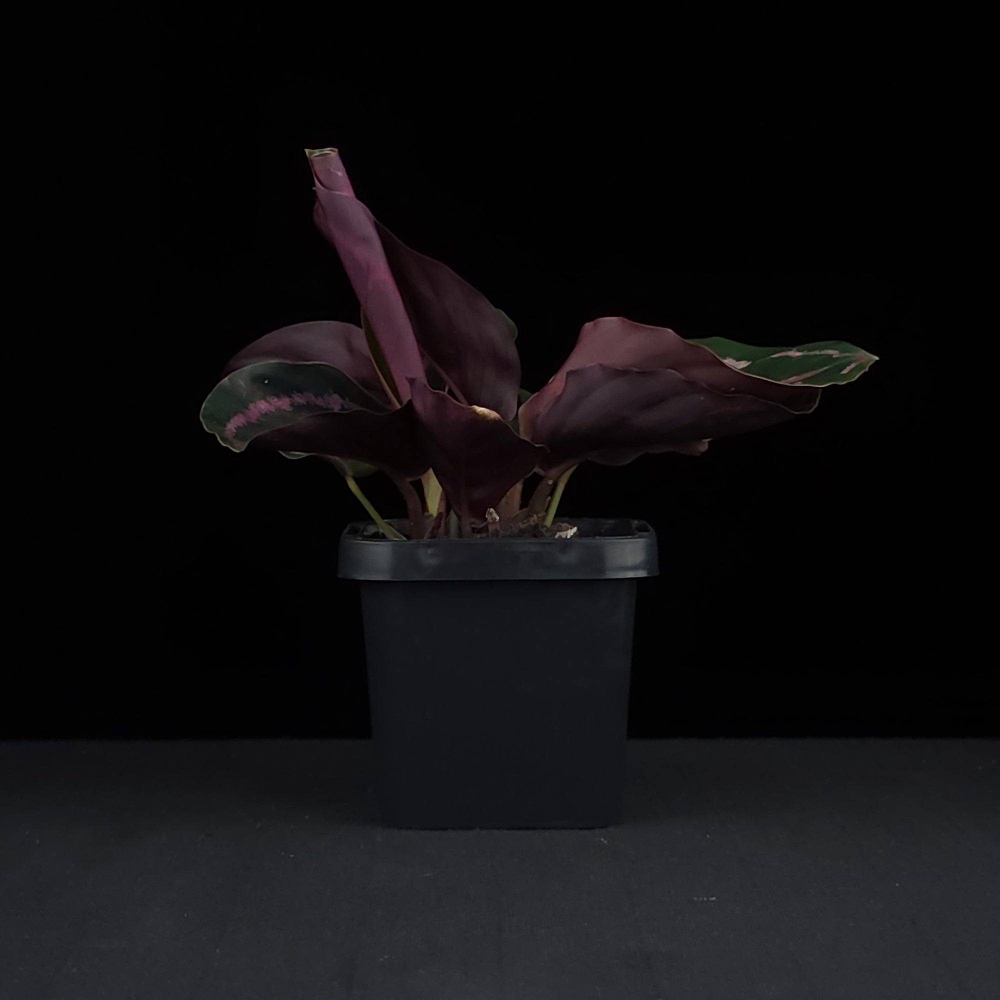 Calathea roseopicta 'Dottie' (Syn. Goeppertia)