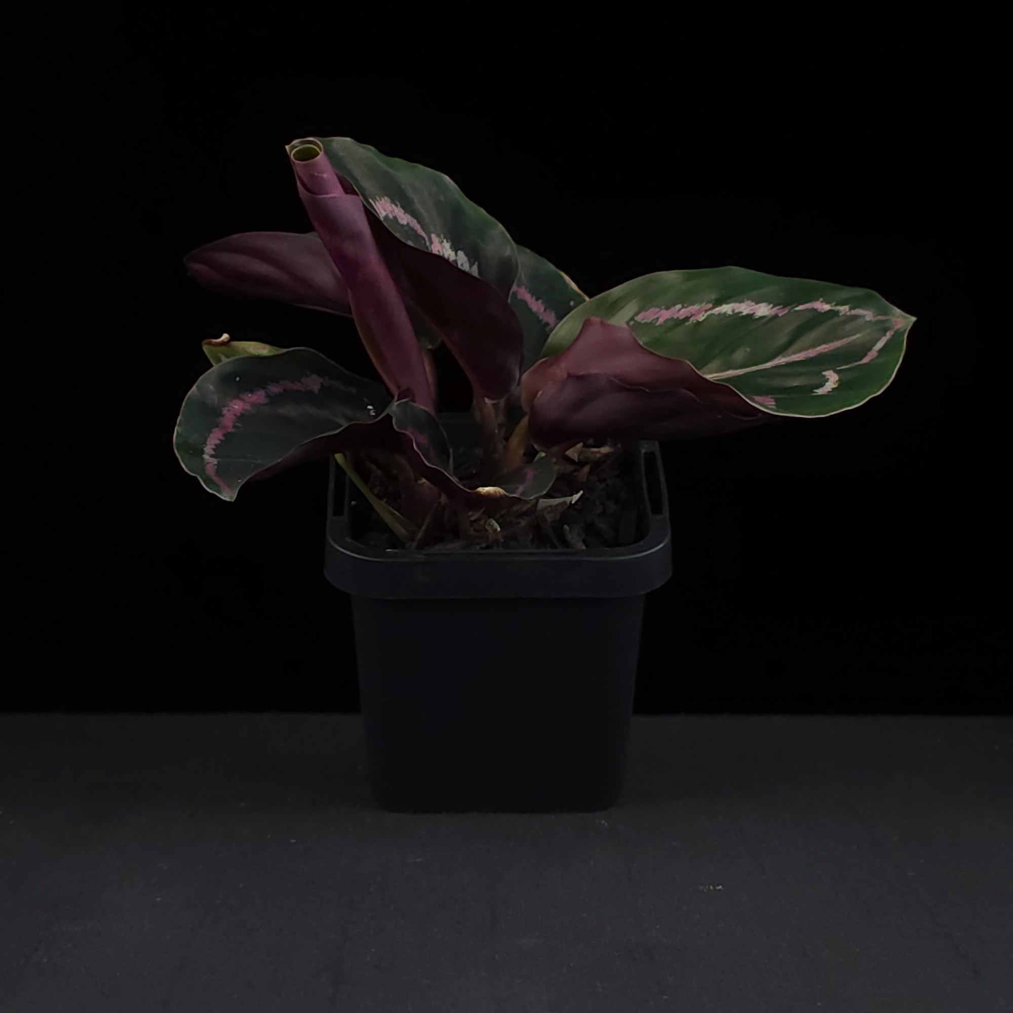 Calathea roseopicta 'Dottie' (Syn. Goeppertia)