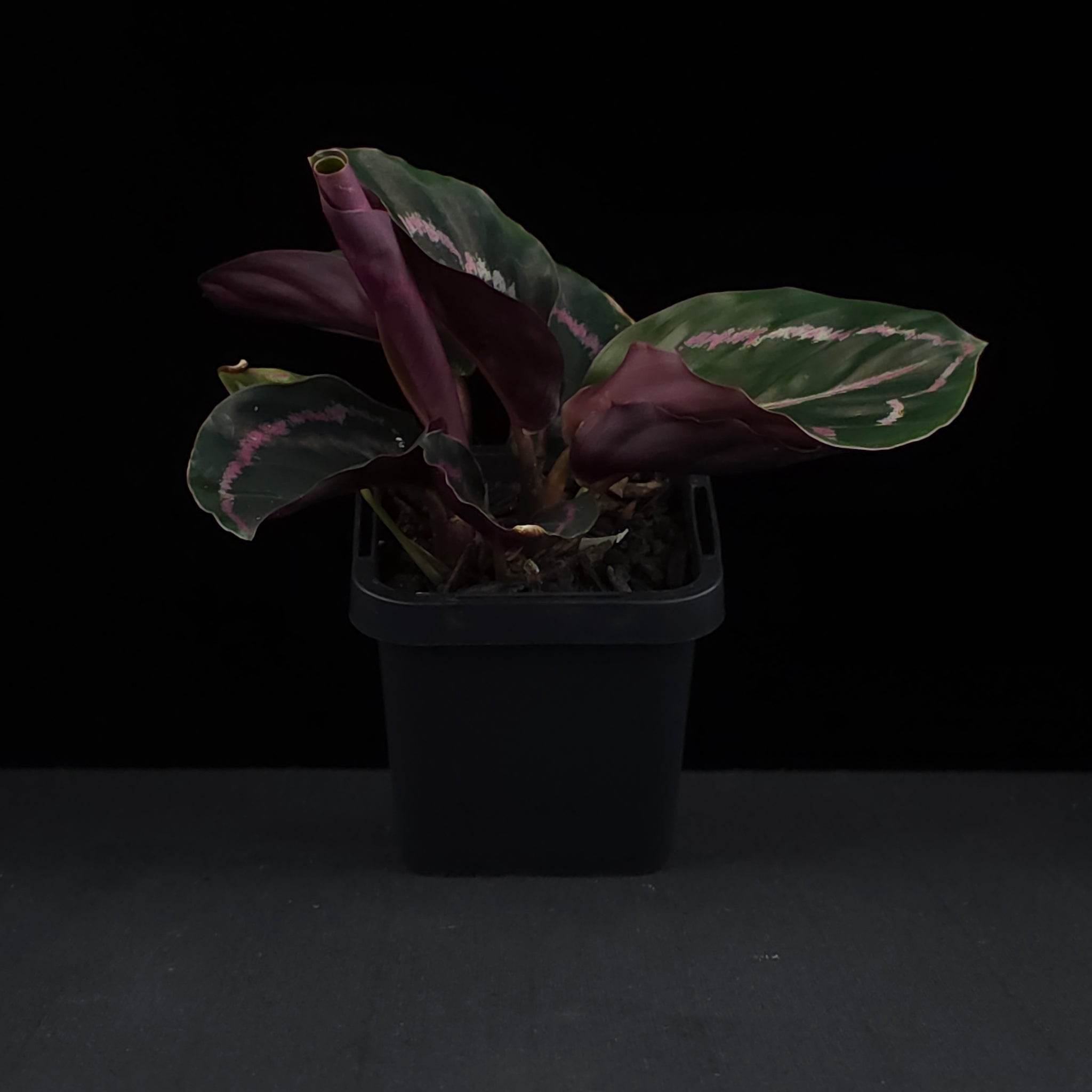 Calathea roseopicta 'Dottie' (Syn. Goeppertia)