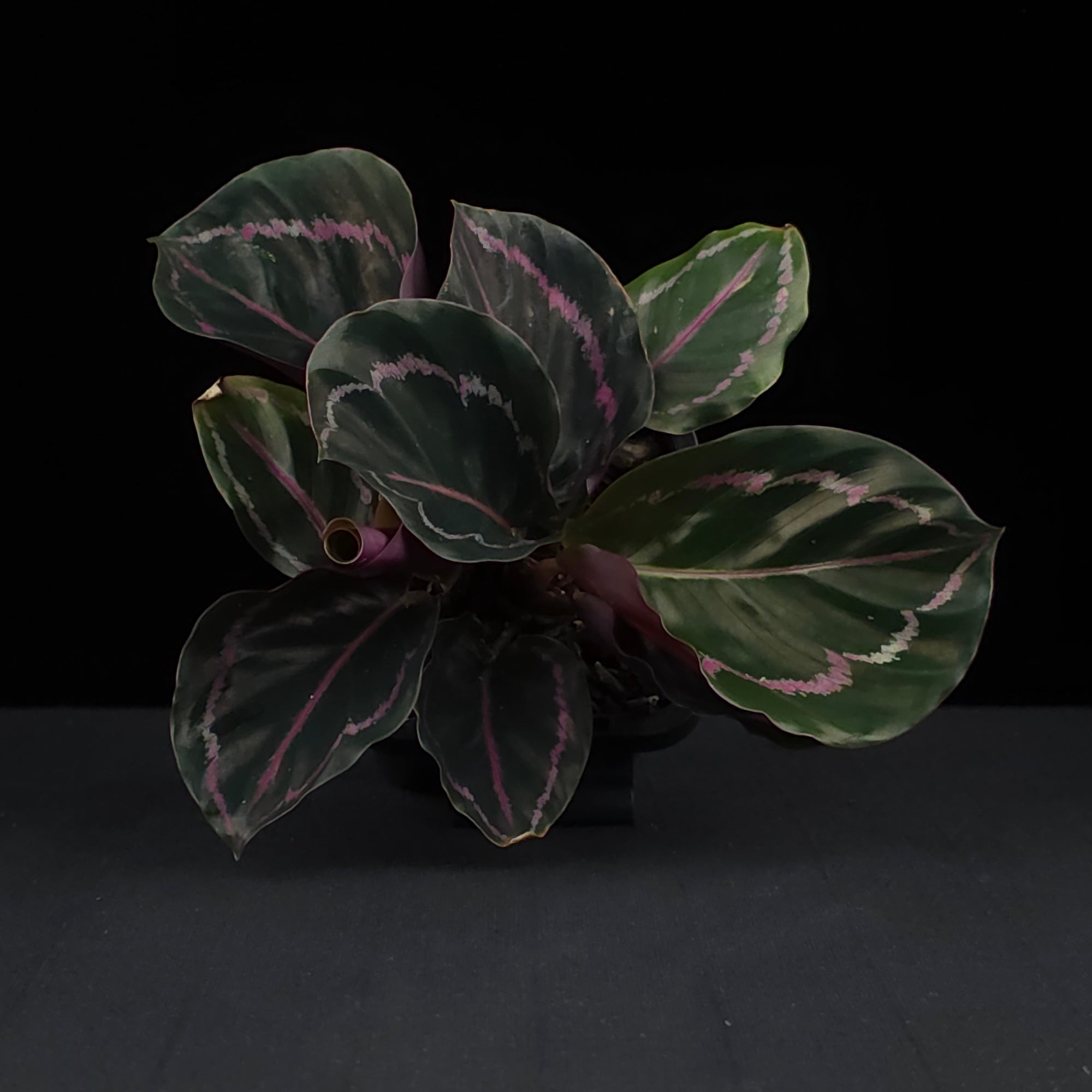 Calathea roseopicta 'Dottie' (Syn. Goeppertia)