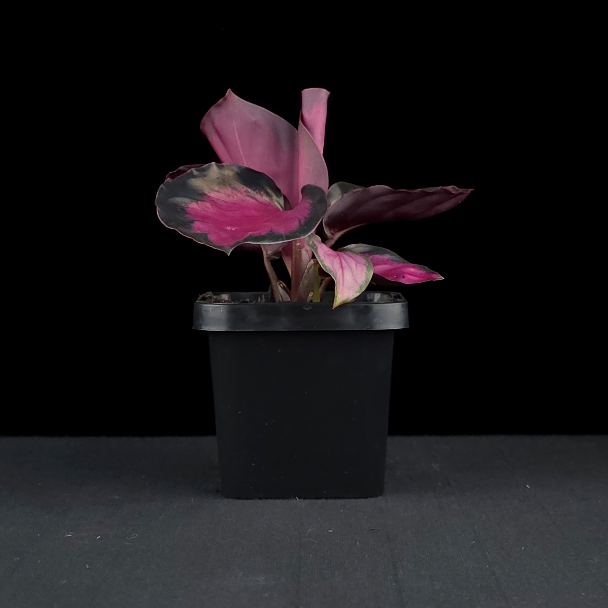 Calathea roseopicta 'Rosey'