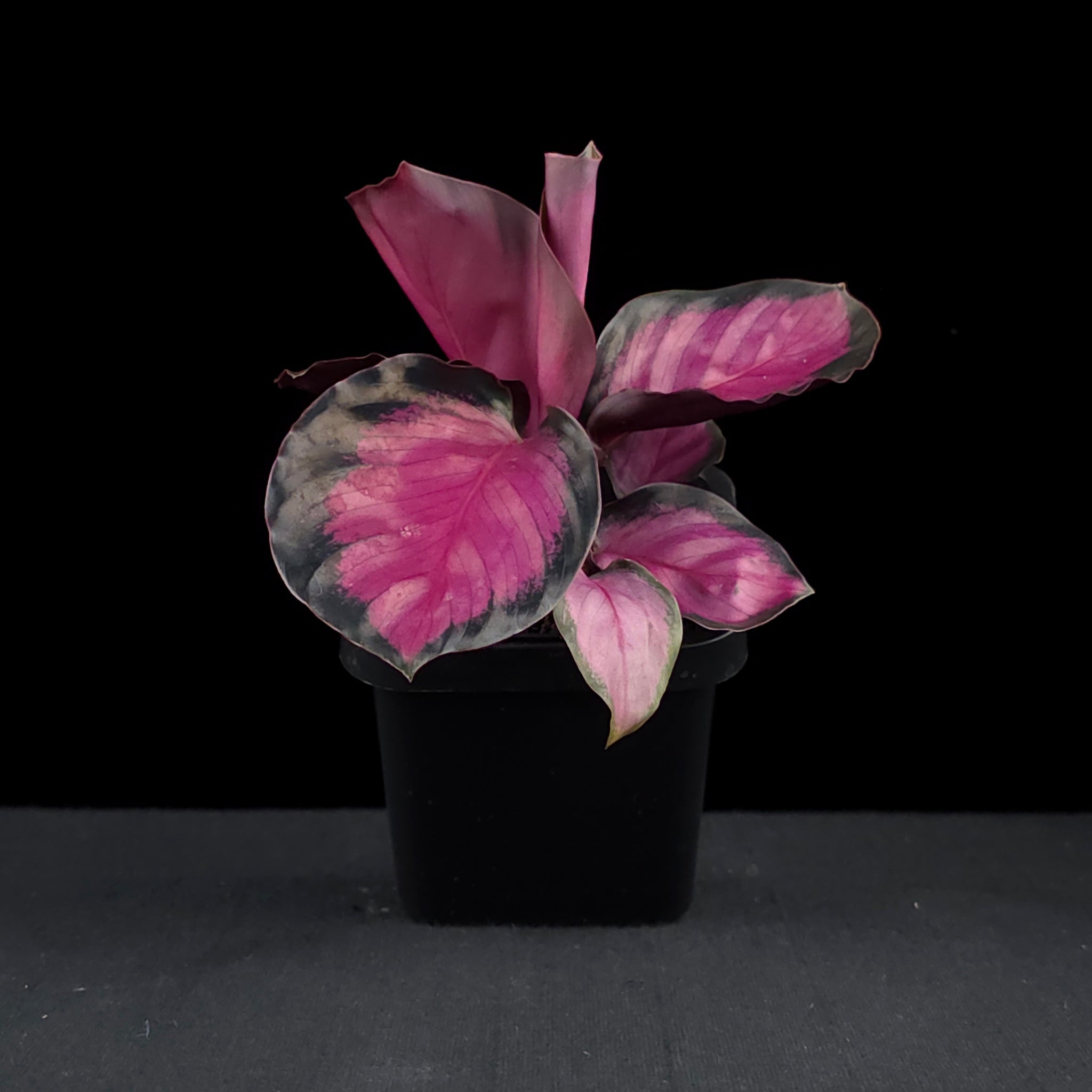 Calathea roseopicta 'Rosey'