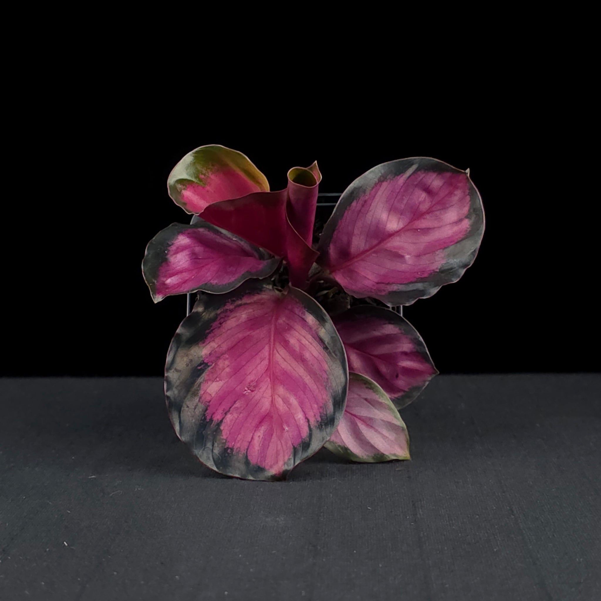 Calathea roseopicta 'Rosey'