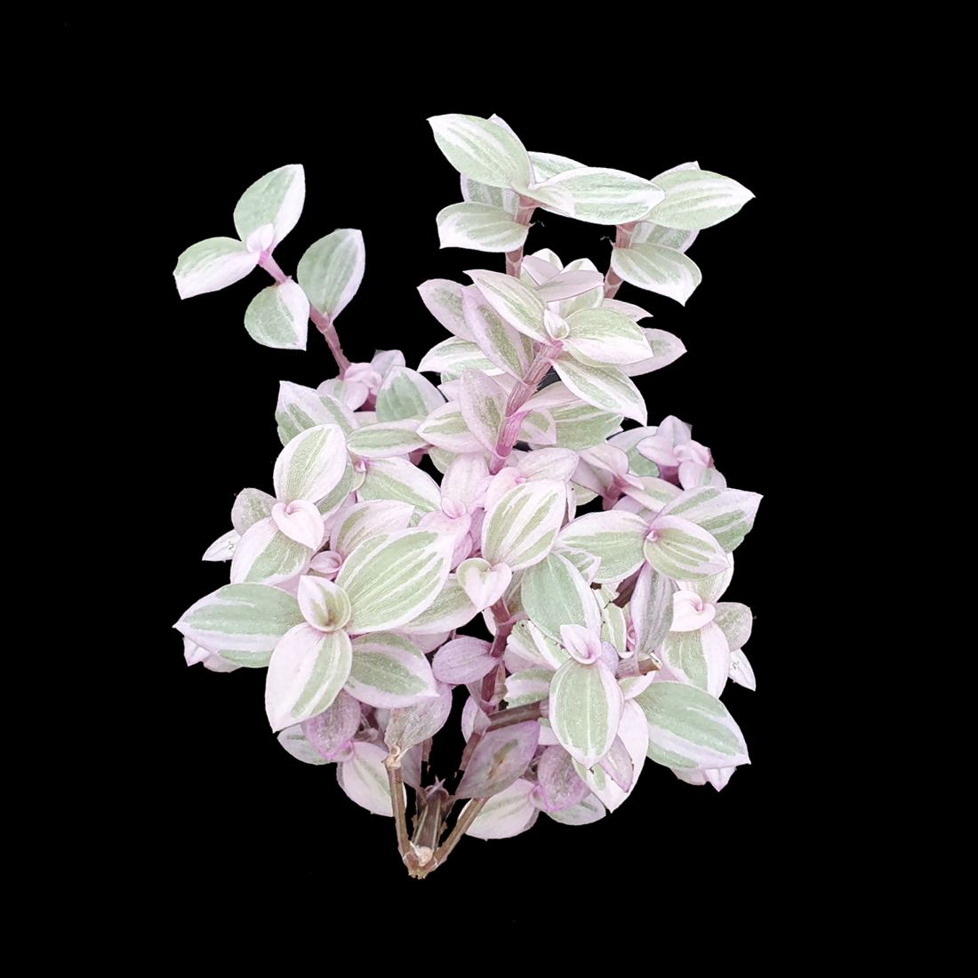 Callisia repens 'Pink Lady' - Pink Panther Plant (WA Prohibited)