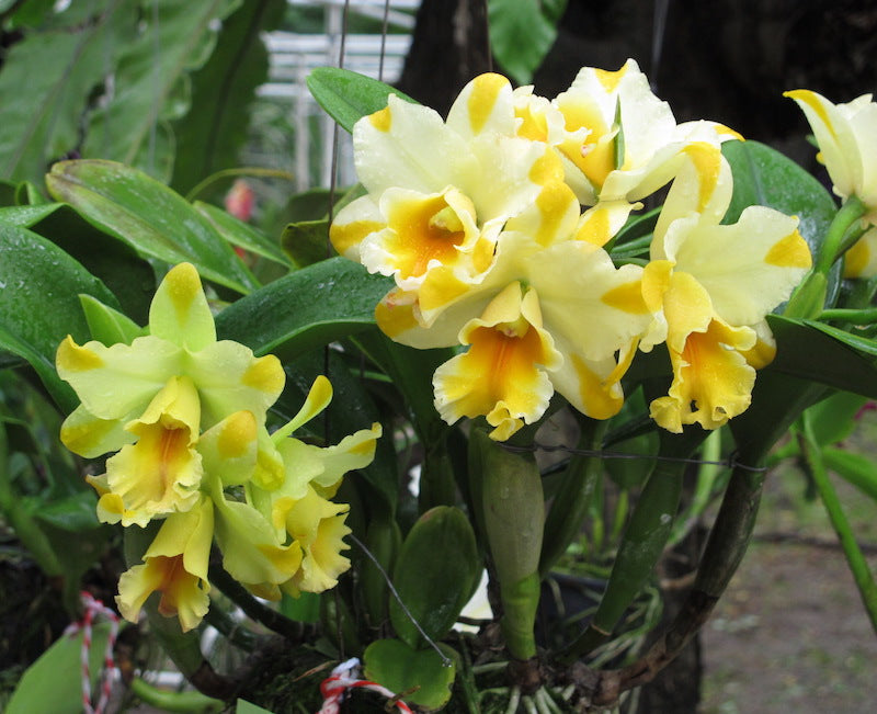 Cattleya Nell Hammer