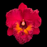 Cattleya Rlc. Nakornchaisri 'Red'