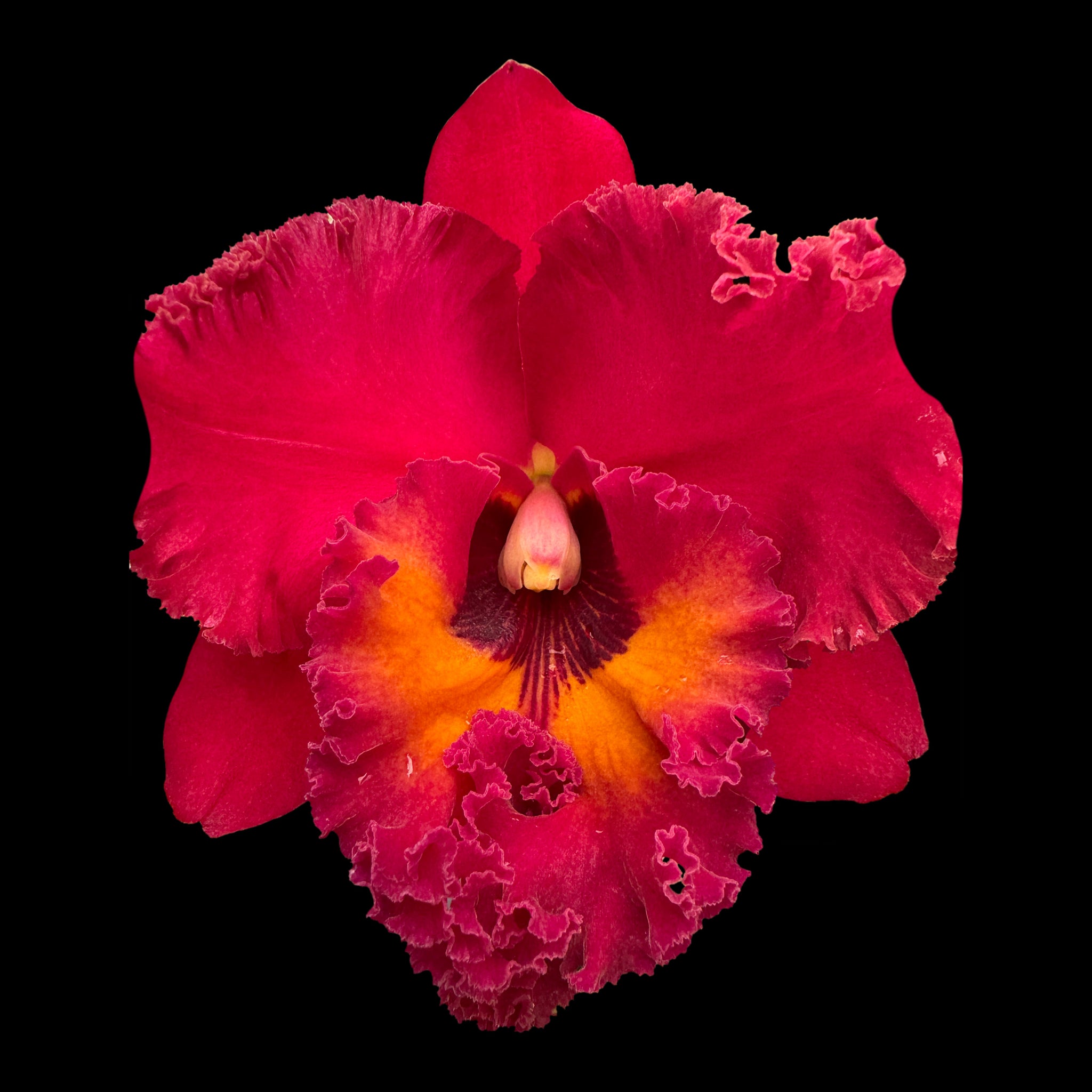 Cattleya Rlc. Nakornchaisri 'Red'