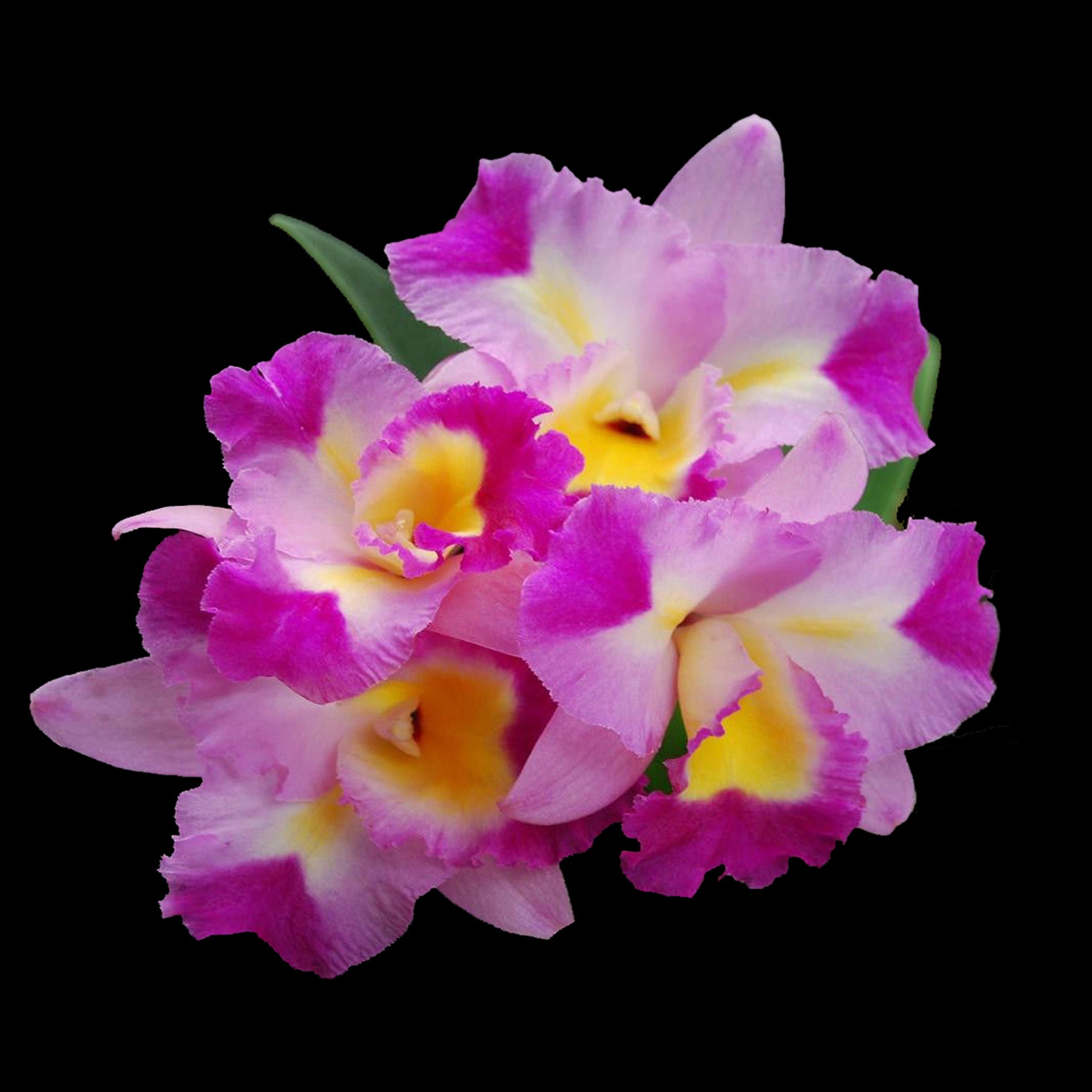 Cattleya Alliance Otaara Hwa Yuan Bay 'She Shu'