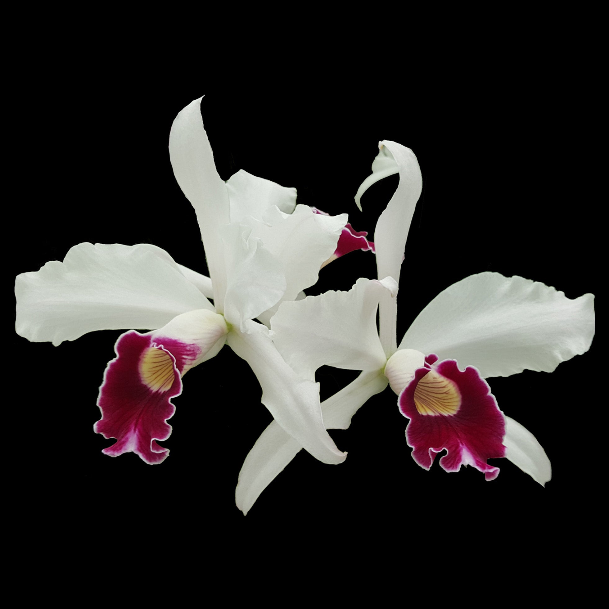 Laelia purpurata x self species (Cattleya)