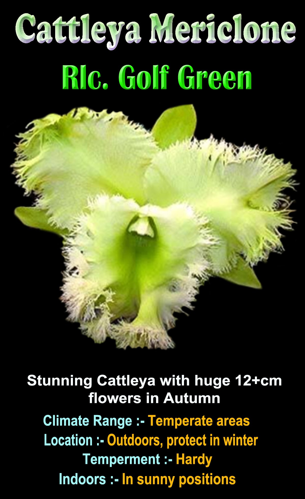 Cattleya Alliance Rlc Golf Green 'Hair Pig'