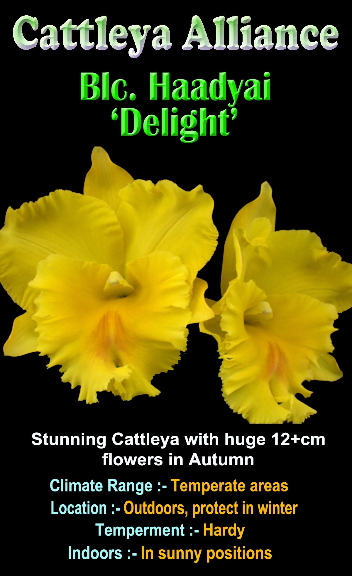 Cattleya Alliance Blc. Haadyai 'Delight'