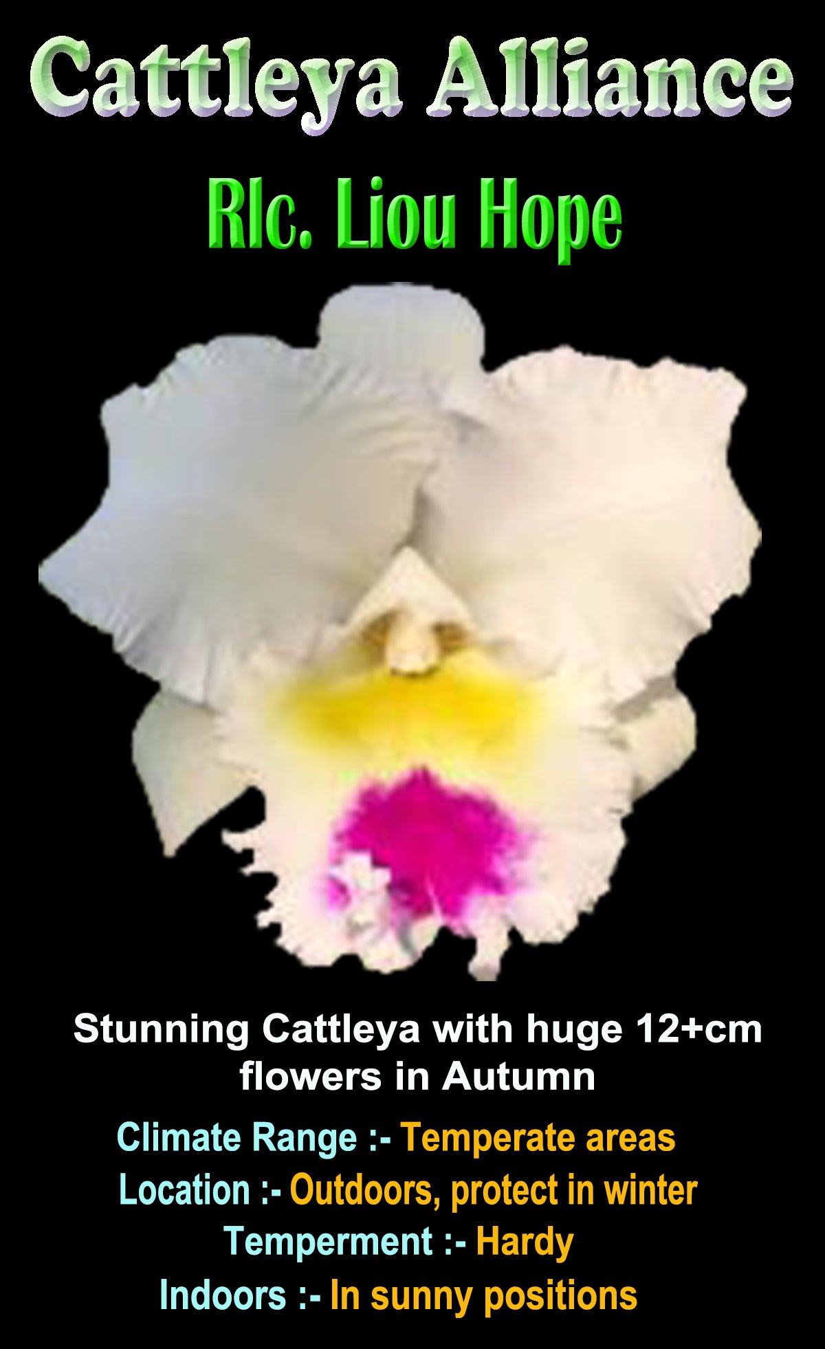 Cattleya Alliance Rlc. Liou Hope