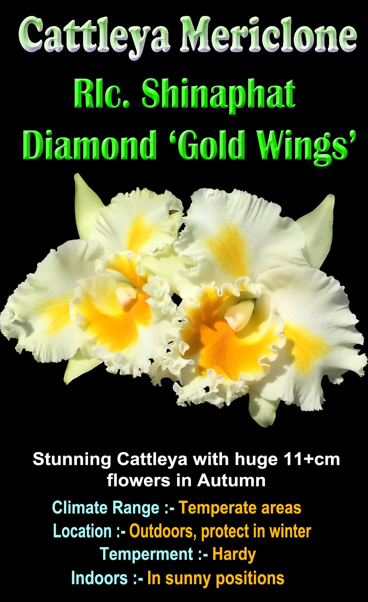 Cattleya Alliance Rlc. Shinaphat Diamond 'Gold Wings'