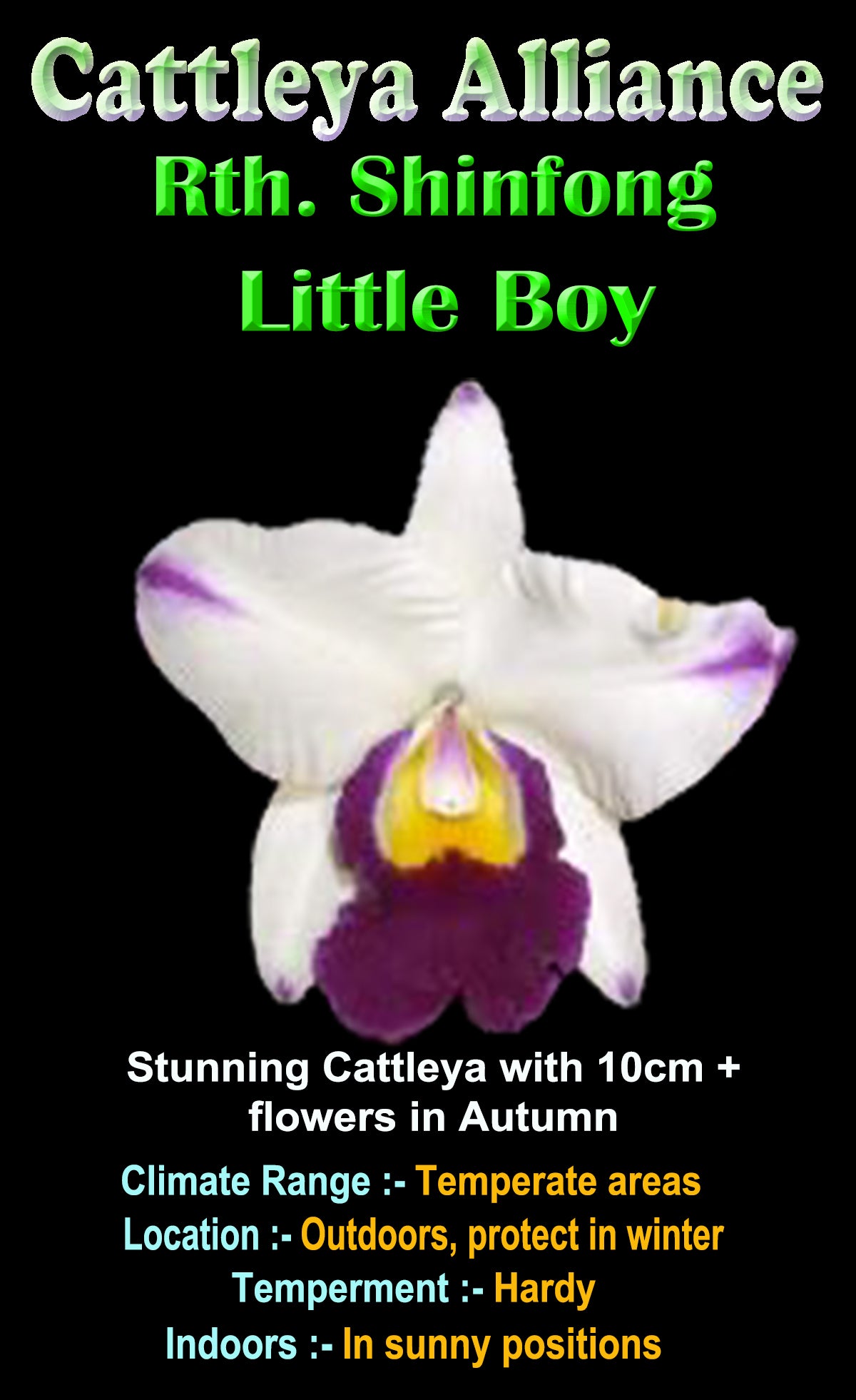 Cattleya Alliance Rth Shinfong 'Little Boy'