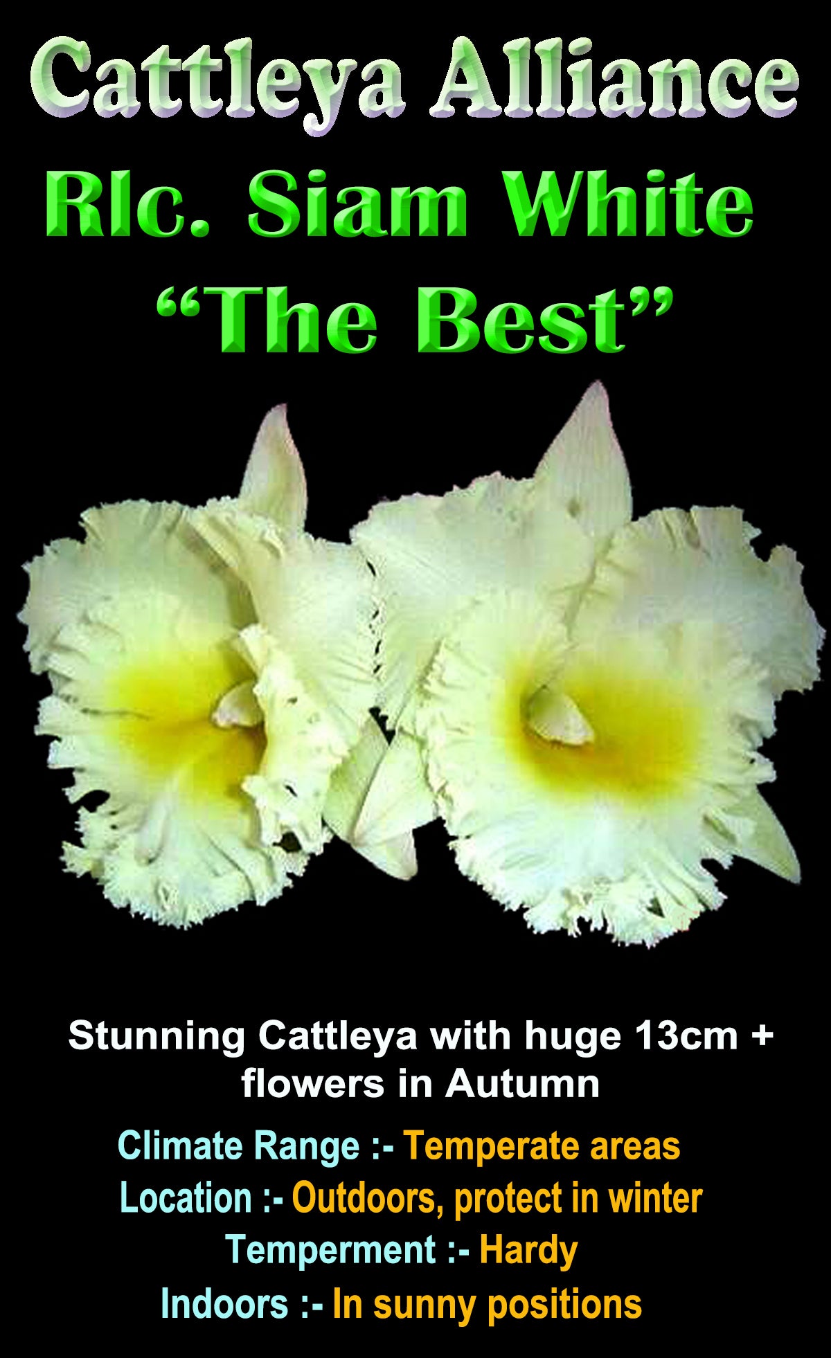 Cattleya Alliance Rlc Siam White 'The best'