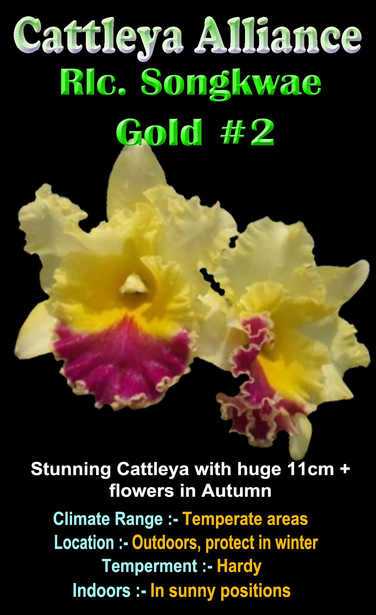Cattleya Alliance Rlc. Songkwae Gold '#2'
