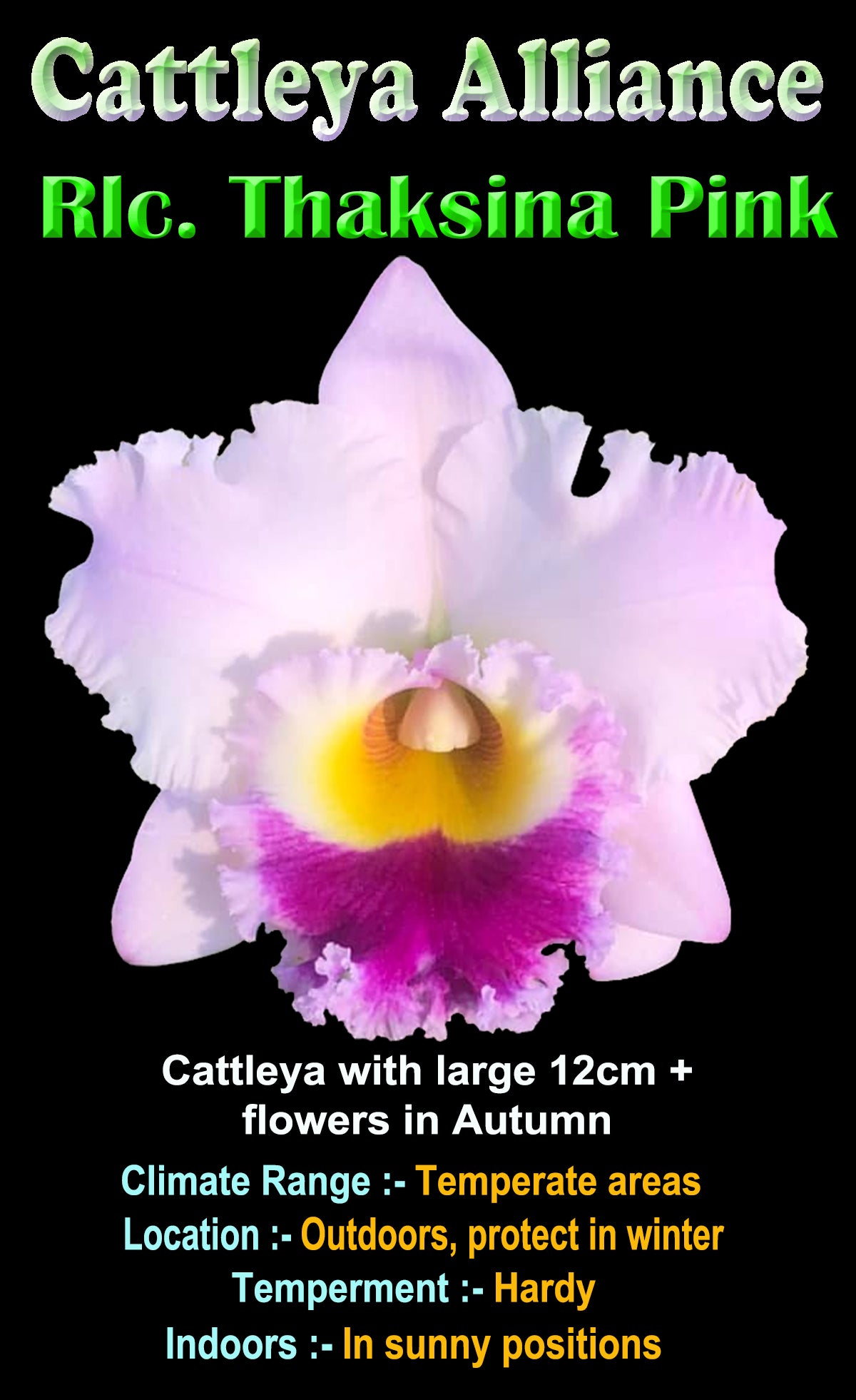 Cattleya Alliance Rlc Thaksina Pink