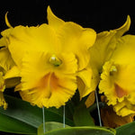 Cattleya Alliance Blc. Haadyai 'Delight'