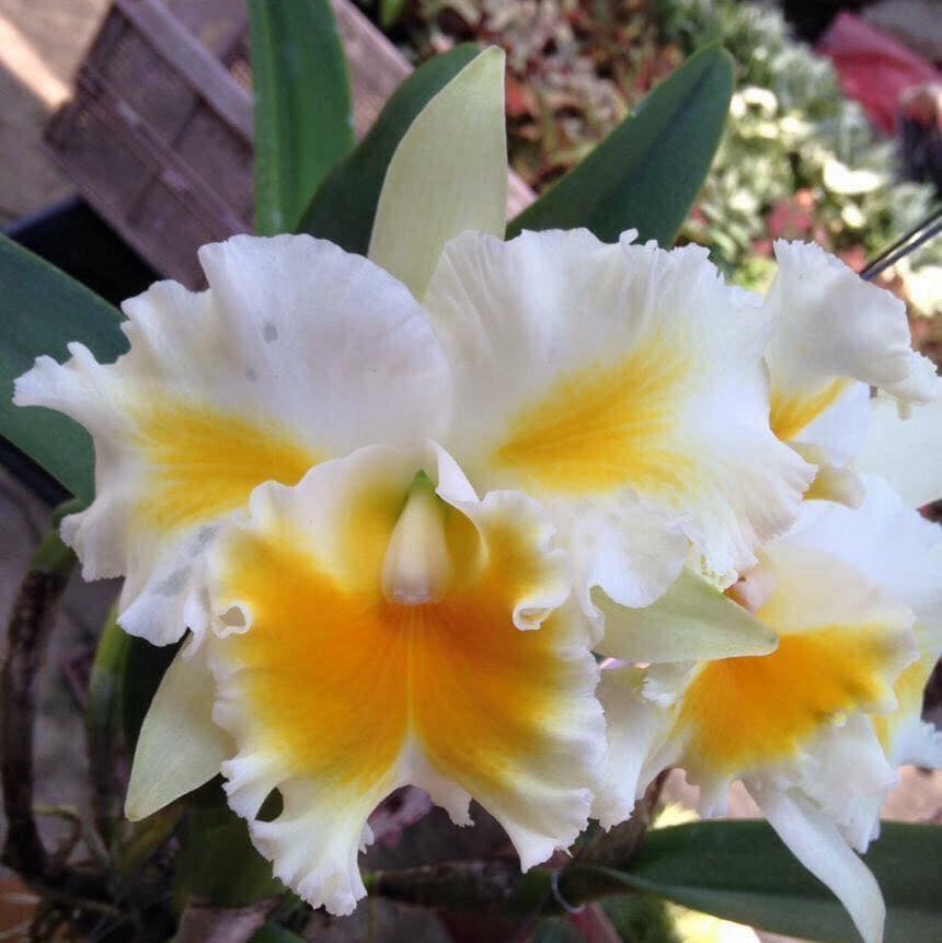 Cattleya Alliance Rlc. Shinaphat Diamond 'Gold Wings'