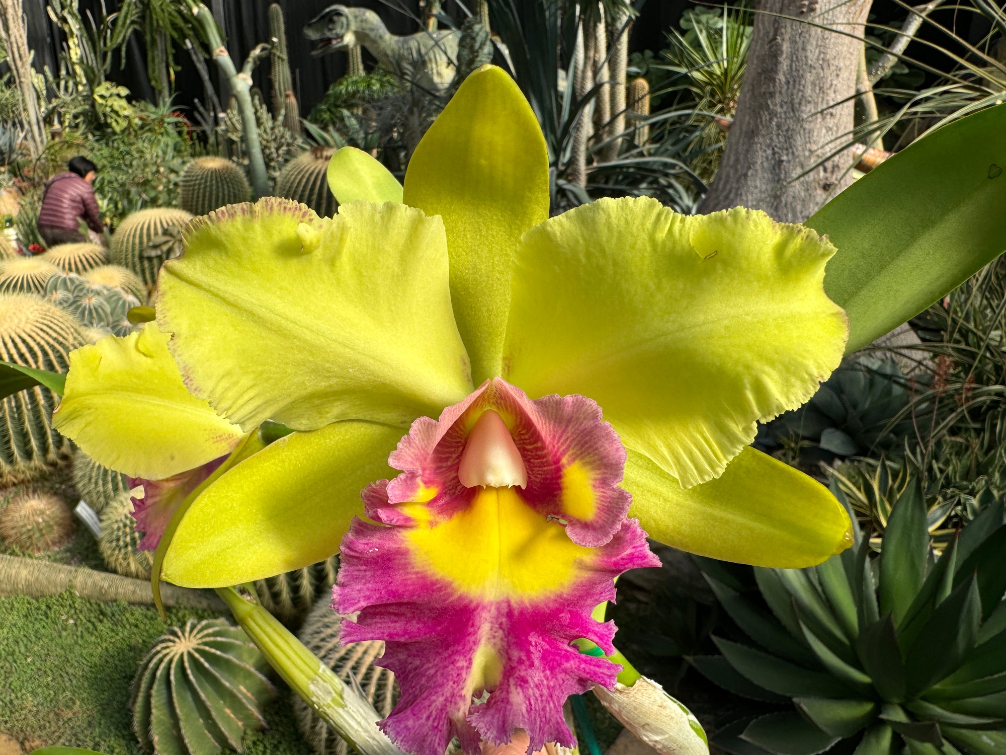 Cattleya Alliance Rlc. Songkwae Gold '#2'