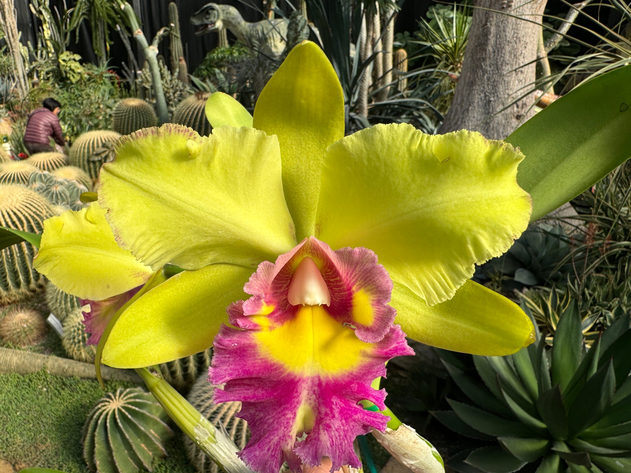Cattleya Alliance Rlc. Songkwae Gold '#2'