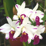 Cattleya Alliance Rth Shinfong 'Little Boy'
