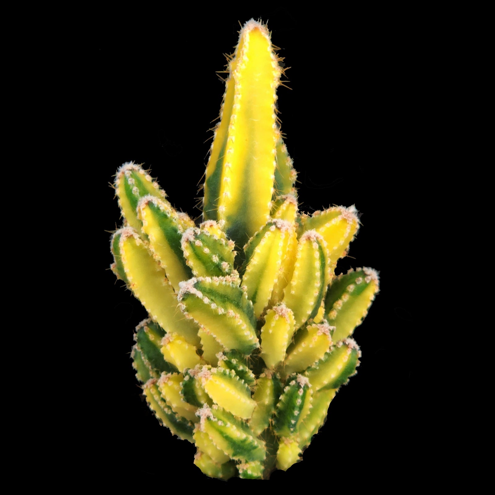 Acanthocereus tetragonus Variegated - Fairy Castle (WA Prohibited)