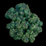 Cereus repandus 'Ming Thing'