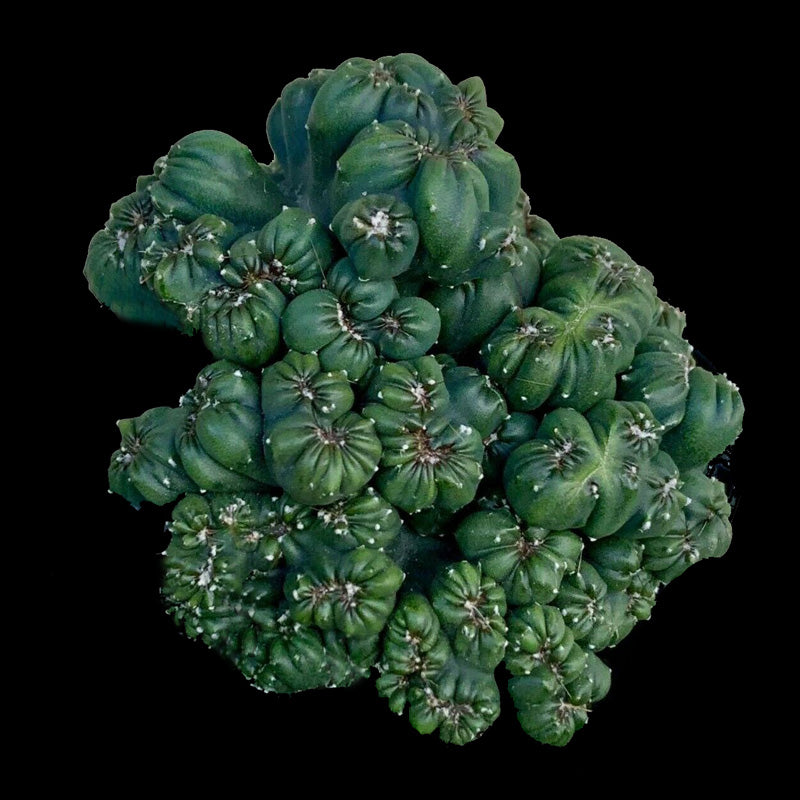 Cereus repandus 'Ming Thing'