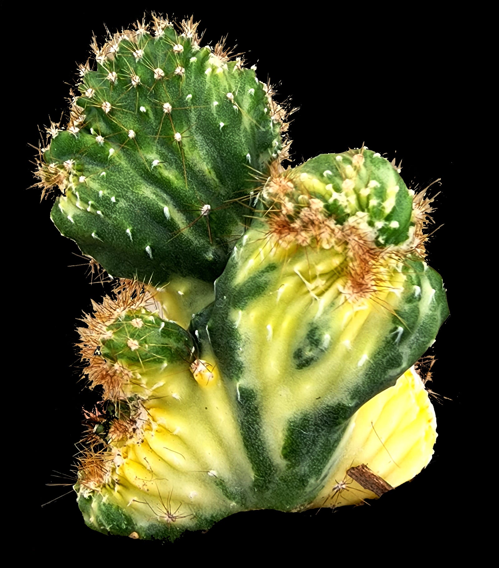 Cereus forbesii (Syn. Cereus comarapanus) Monstrose Variegata