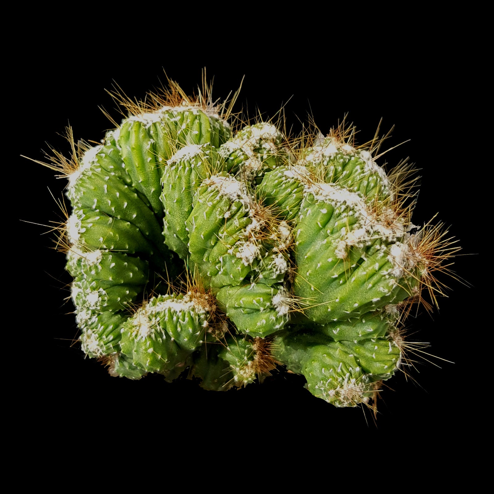 Cereus repandus (Syn. peruvianus)  'Monstrose'
