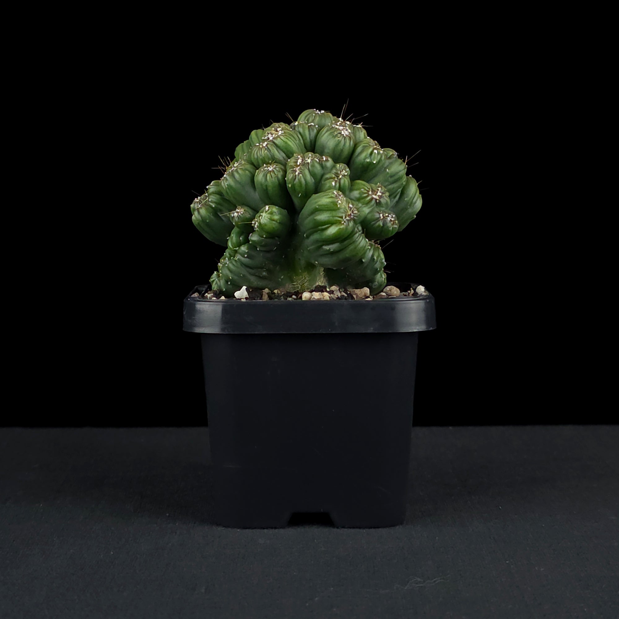 Cereus repandus 'Ming Thing'