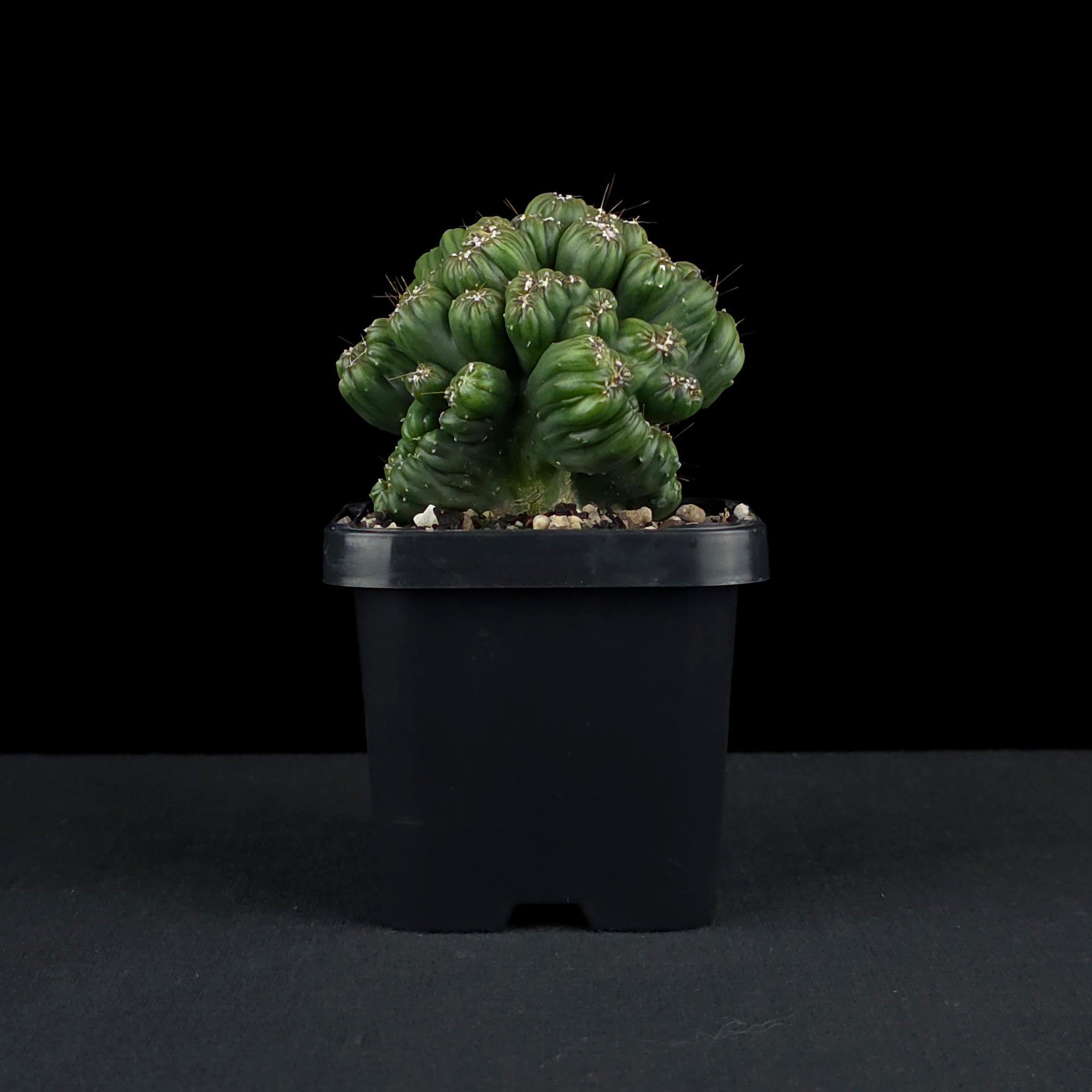 Cereus repandus 'Ming Thing'