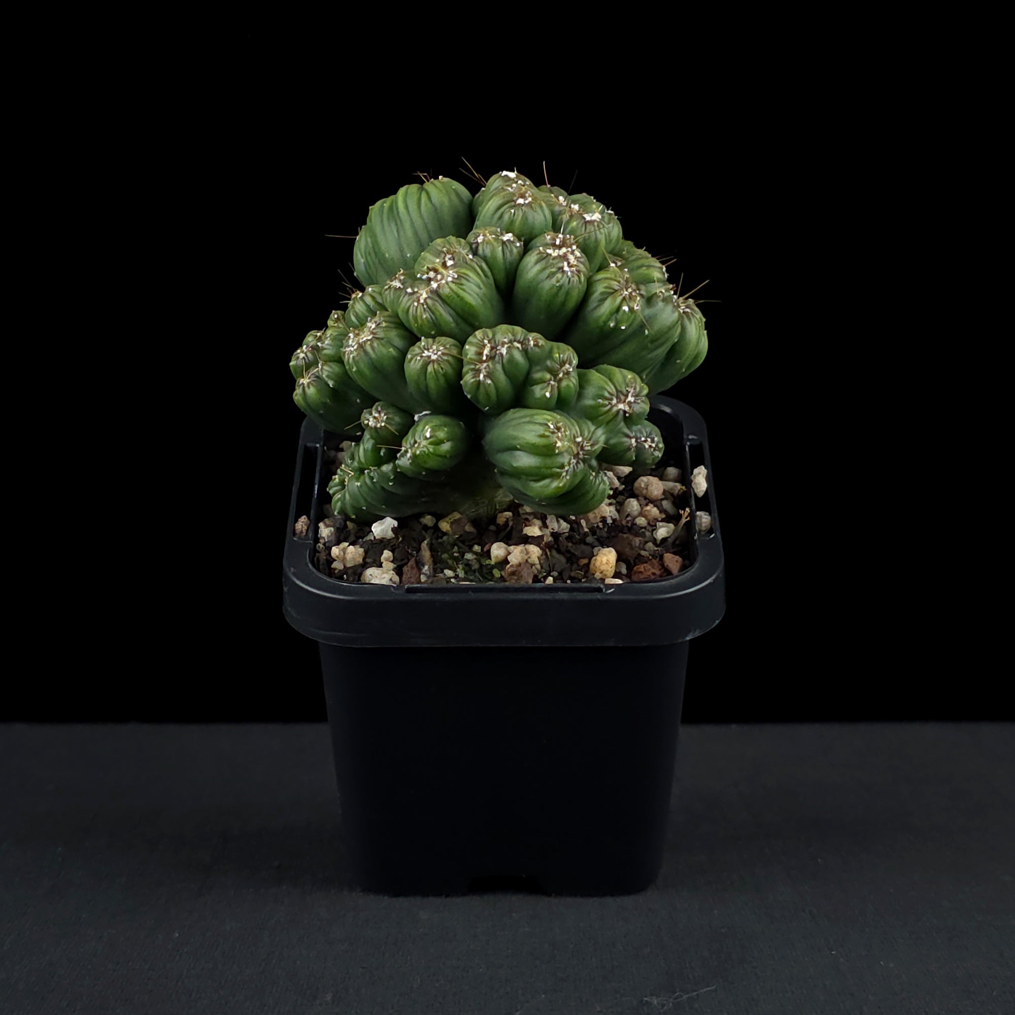 Cereus repandus 'Ming Thing'