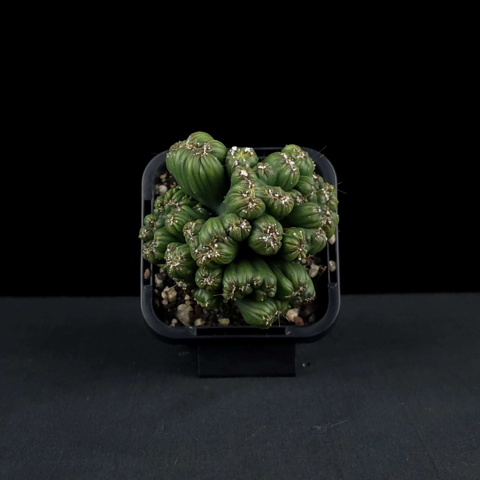 Cereus repandus 'Ming Thing'