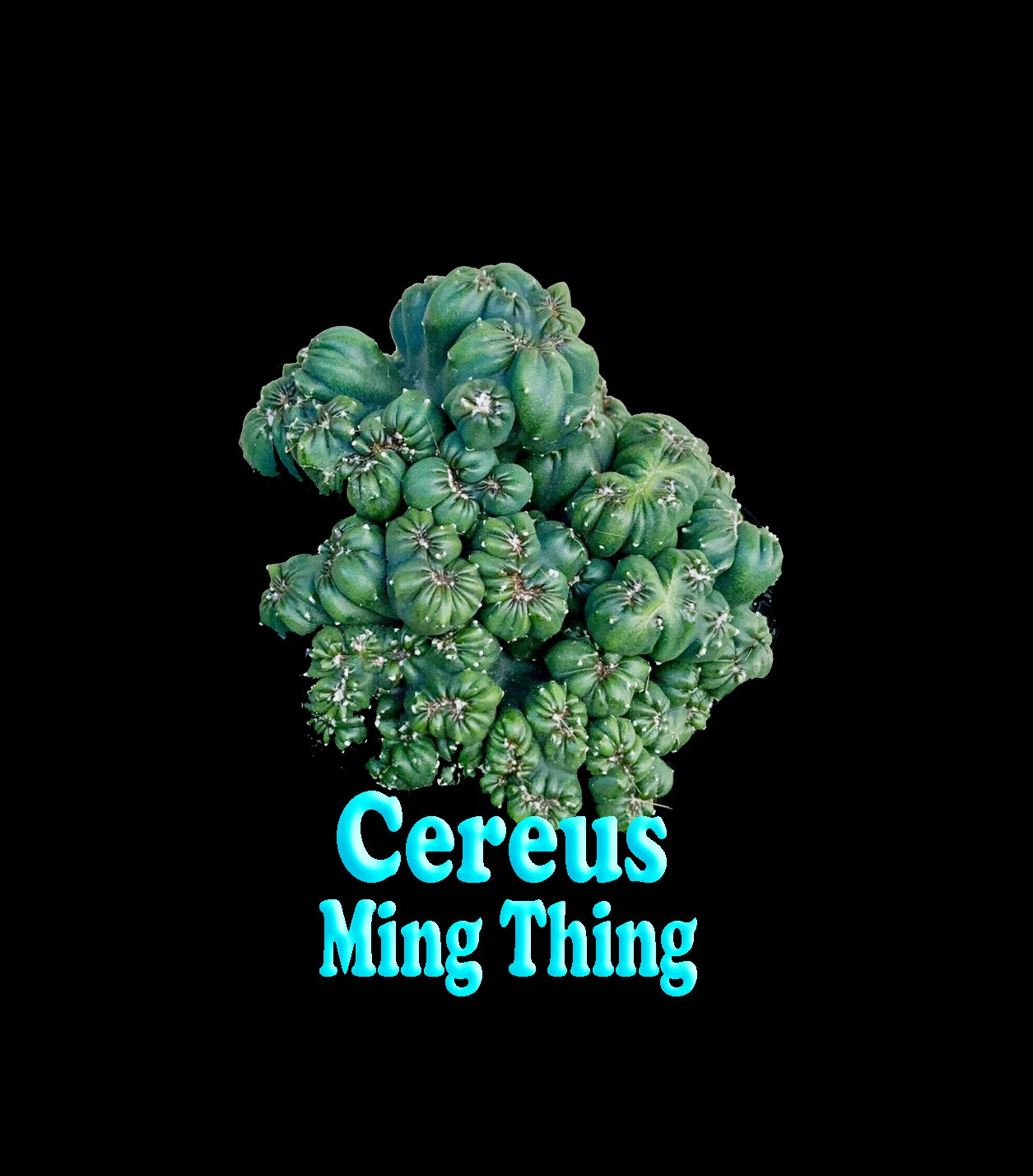 Cereus repandus 'Ming Thing' – A Unique Monstrose Cactus