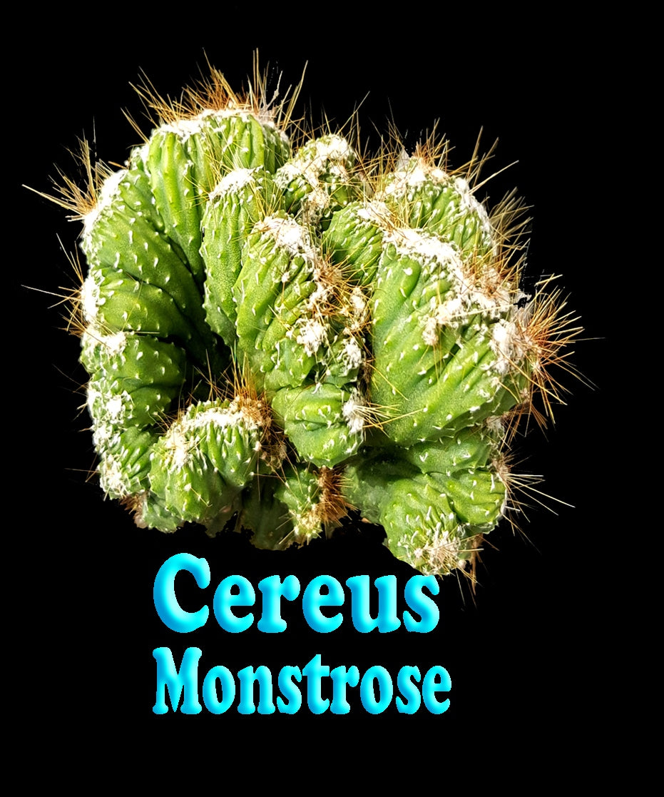 Cereus repandus (Syn. peruvianus)  'Monstrose'