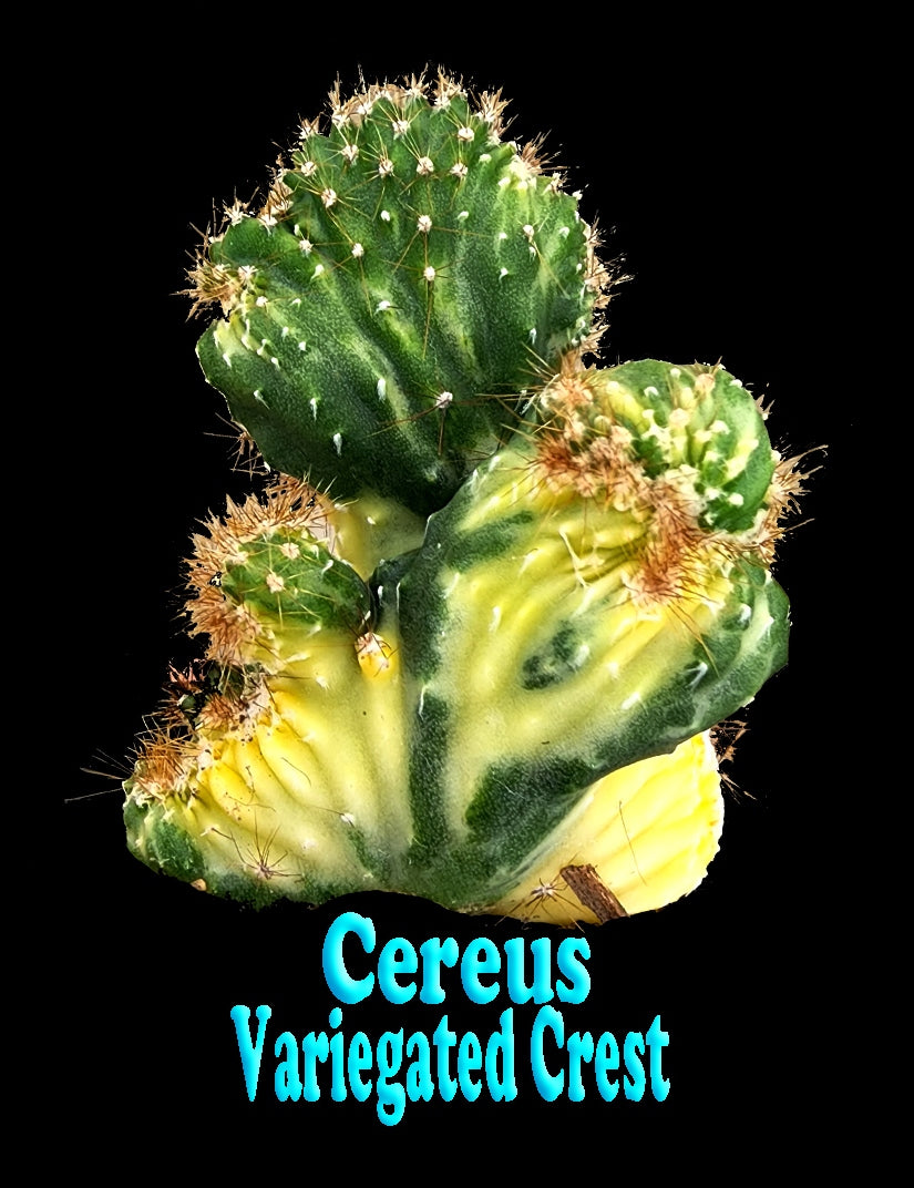 Cereus forbesii (Syn. Cereus comarapanus) Monstrose Variegata – Variegated Monstrose Cactus