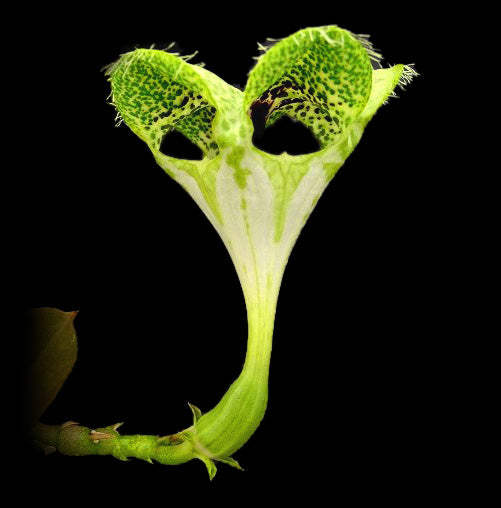 Ceropegia sandersonii – Parachute Plant