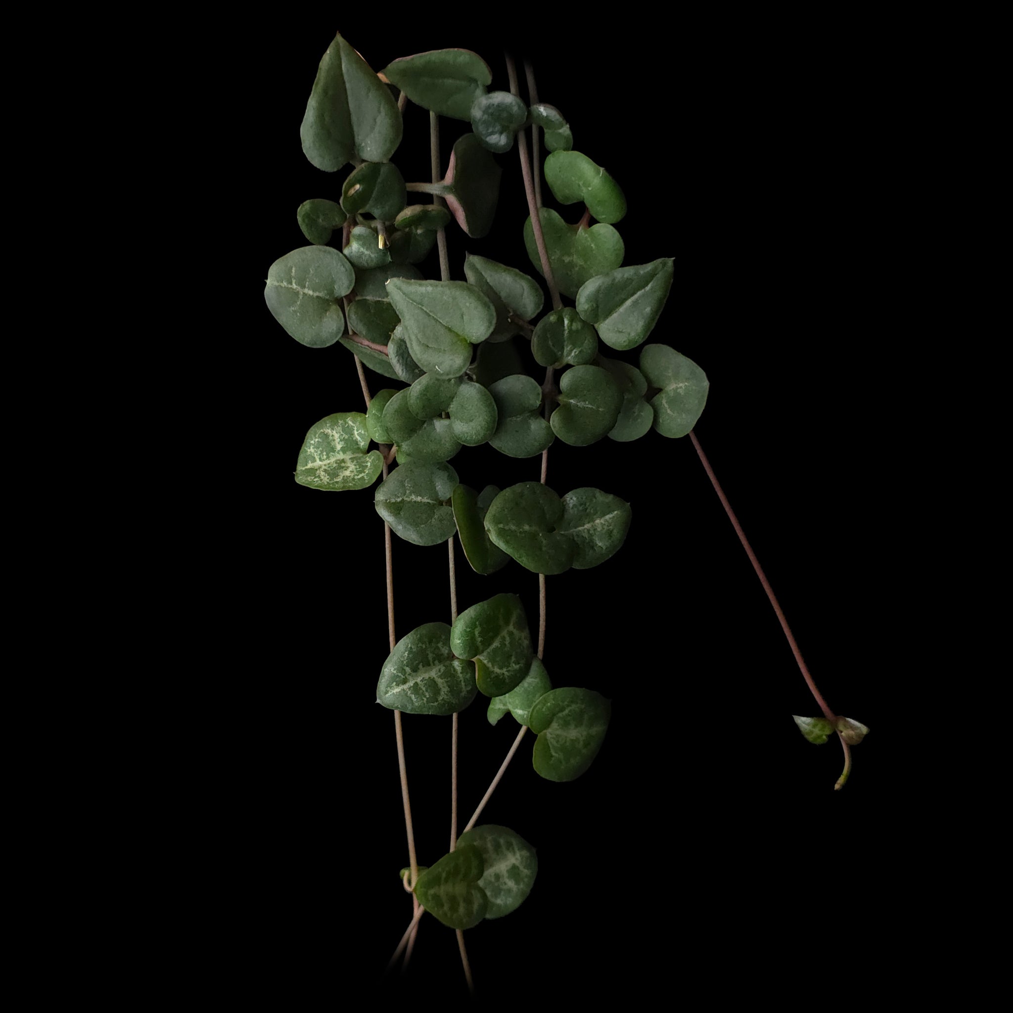 Ceropegia woodii 'Green Heart'