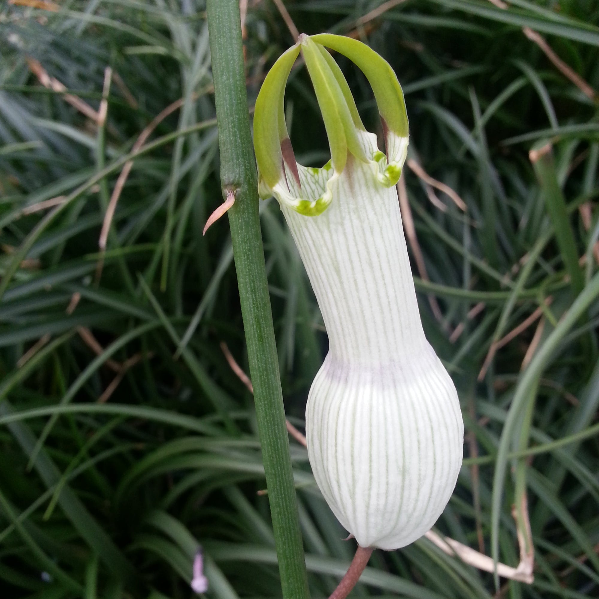 Ceropegia ampliata - Condom Plant