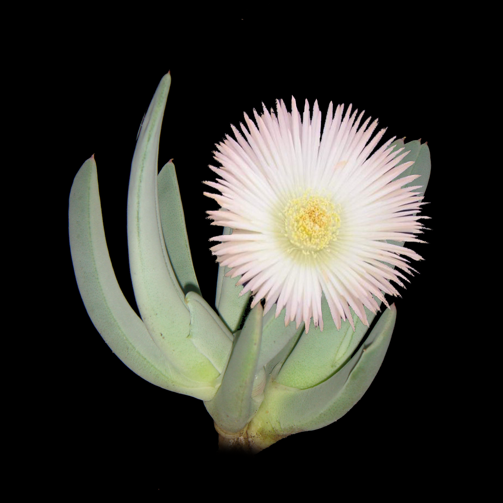 Cheiridopsis candidissima