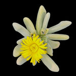 Cheiridopsis pillansii - Hoof Mesemb