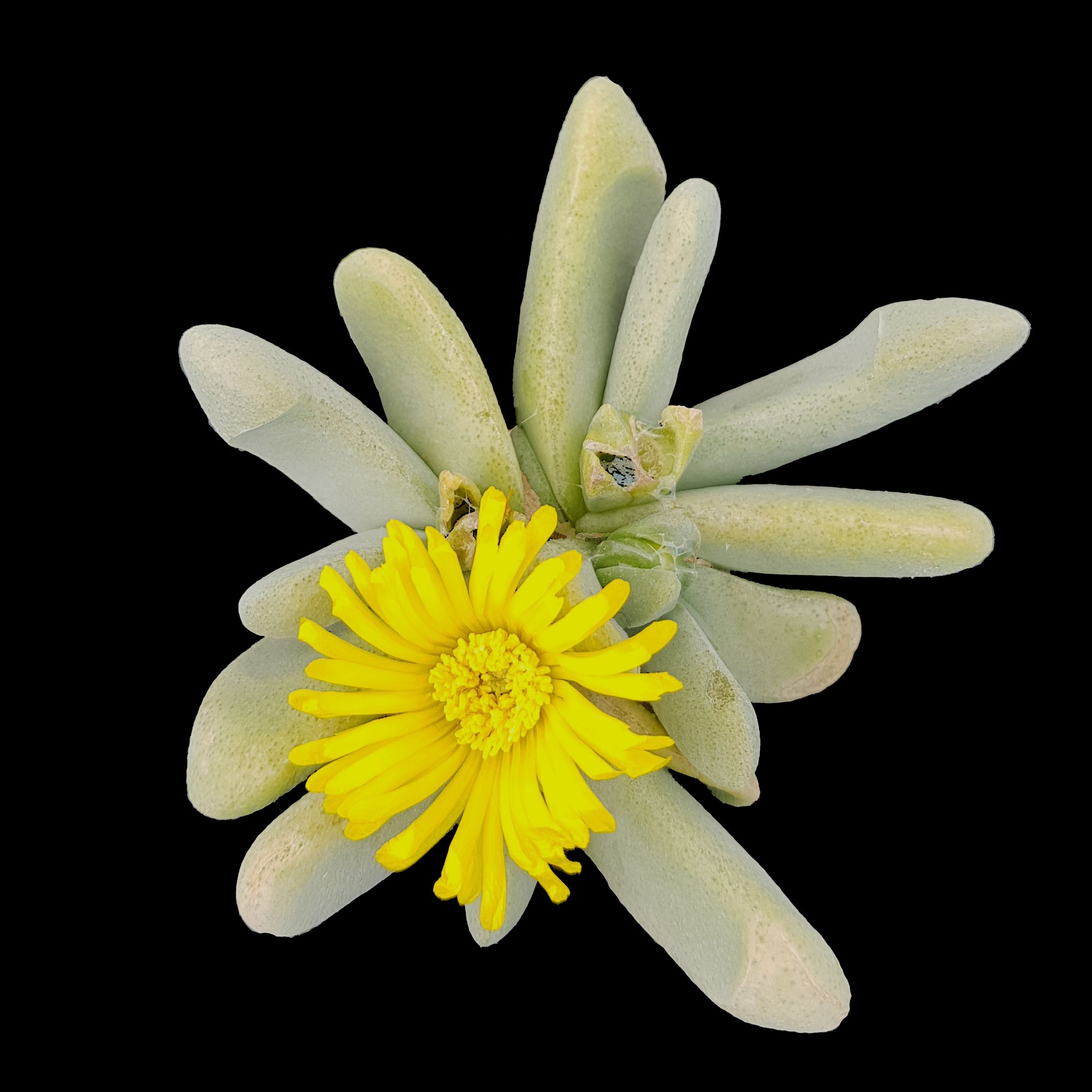 Cheiridopsis pillansii - Hoof Mesemb